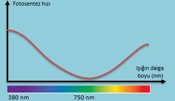 Işığın dalga boyunun fotosentez hızına etkisi